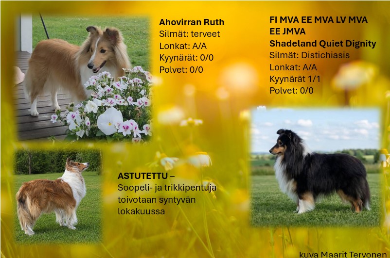 Ahovirran Ruth